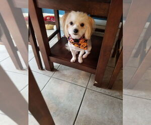 Maltese-Unknown Mix Dogs for adoption in Mount Laurel, NJ, USA