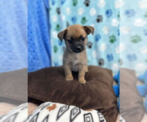 Chihuahua-Unknown Mix Dogs for adoption in Chico, CA, USA