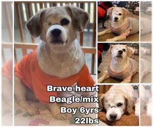 Beagi Dogs for adoption in Seattle, WA, USA