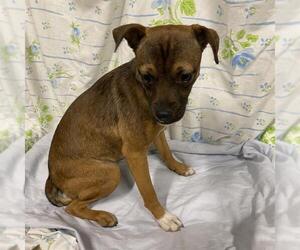 Chihuahua-Unknown Mix Dogs for adoption in Modesto, CA, USA