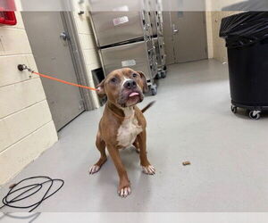 American Pit Bull Terrier-Unknown Mix Dogs for adoption in Sanford, FL, USA