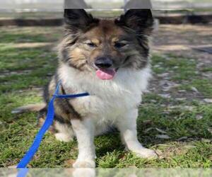 Keeshond Dogs for adoption in Georgetown, TX, USA