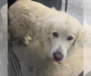 Great Pyrenees Dogs for adoption in Camarillo, CA, USA