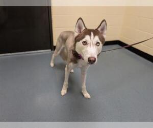 Siberian Husky Dogs for adoption in Denver, CO, USA