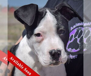 American Staffordshire Terrier-Labrador Retriever Mix Dogs for adoption in Huntley, IL, USA