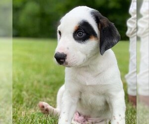 Mutt Dogs for adoption in Potomac, MD, USA