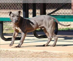 Staffordshire Bull Terrier-Unknown Mix Dogs for adoption in Grovetown, GA, USA