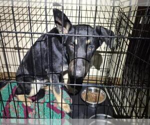 German Shepherd Dog-Unknown Mix Dogs for adoption in Texas City, TX, USA