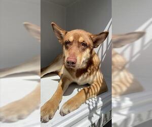 - Mix Dogs for adoption in Houston, TX, USA