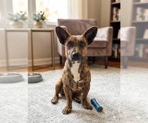 Medium Photo #1 Chiweenie Puppy For Sale in Eastman, GA, USA