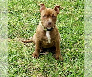 American Staffordshire Terrier-Unknown Mix Dogs for adoption in San Juan Capistrano, CA, USA