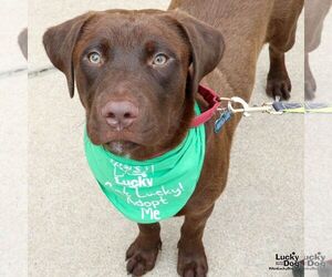 Labrador Retriever-Retriever  Mix Dogs for adoption in Washington, DC, USA