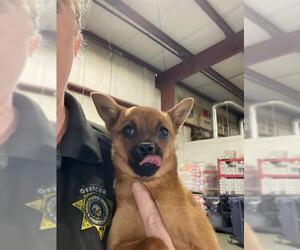 Chihuahua Dogs for adoption in Bakersfield, CA, USA
