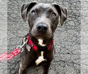 Mutt Dogs for adoption in Canton, CT, USA