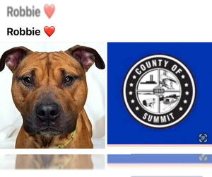American Staffordshire Terrier-Unknown Mix Dogs for adoption in Akron, OH, USA