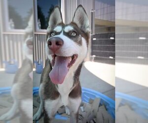 Siberian Husky Dogs for adoption in Sacramento, CA, USA