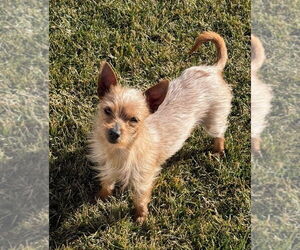 Chihuahua-Unknown Mix Dogs for adoption in Salt Lake City, UT, USA