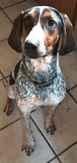 Bluetick Coonhound Dogs for adoption in Iroquois, IL, USA