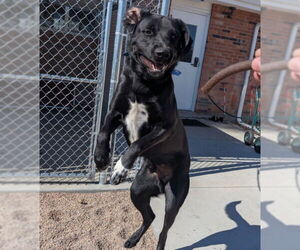 Labrenees Dogs for adoption in Fort Collins, CO, USA
