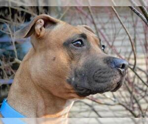 American Pit Bull Terrier-Unknown Mix Dogs for adoption in Pittsburgh, PA, USA