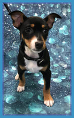 Jack Russell Terrier-Unknown Mix Dogs for adoption in Healdsburg, CA, USA