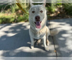 Siberian Husky Dogs for adoption in HESPERIA, CA, USA