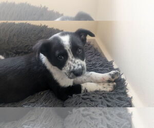 Mutt Dogs for adoption in Garden City, NY, USA