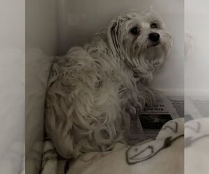 Maltese-Unknown Mix Dogs for adoption in Las Vegas, NV, USA