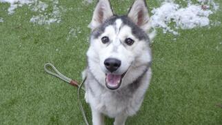 Siberian Husky Dogs for adoption in Minneapolis, MN, USA