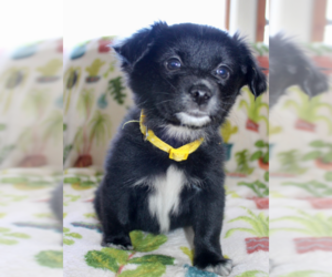 Havanese-Unknown Mix Dogs for adoption in Brooklyn Center, MN, USA