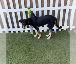 Shepweiller Dogs for adoption in Modesto, CA, USA