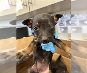 Chihuahua Dogs for adoption in San Antonio, TX, USA