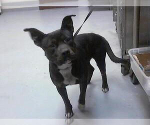 American Pit Bull Terrier Dogs for adoption in Fayetteville, NC, USA