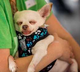 Medium Photo #1 Chihuahua-Unknown Mix Puppy For Sale in Boston, MA, USA