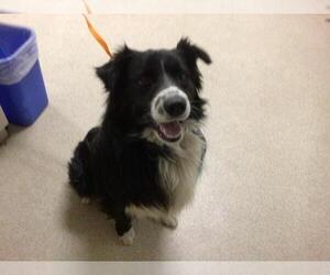 Border Collie Dogs for adoption in Riverside, CA, USA