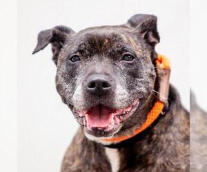 Mutt Dogs for adoption in New York City, NY, USA