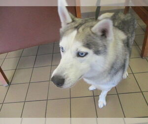 Siberian Husky Dogs for adoption in Ocala, FL, USA