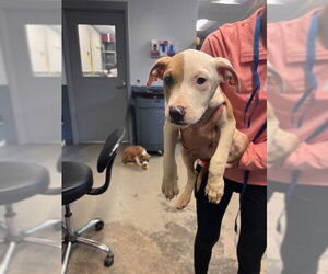 American Staffordshire Terrier-Unknown Mix Dogs for adoption in Tallahassee, FL, USA