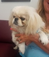 Medium Photo #1 Pekingese Puppy For Sale in Lake Elsinore, CA, USA