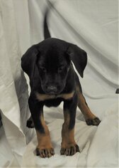 Doberman Pinscher-Unknown Mix Dogs for adoption in Silver Spring, MD, USA