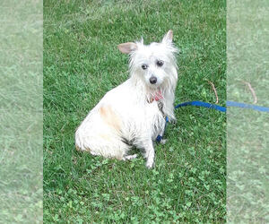 Small Chihuahua-Norwich Terrier Mix