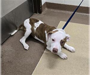 American Pit Bull Terrier-Unknown Mix Dogs for adoption in Derwood, MD, USA