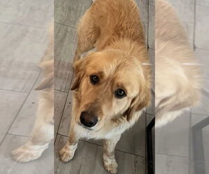 Golden Retriever-Unknown Mix Dogs for adoption in Claremore, OK, USA