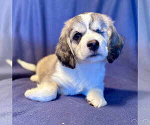 Beagle-Great Pyrenees Mix Dogs for adoption in Brooklyn Center, MN, USA
