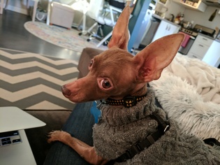 Medium Photo #1 Chihuahua Puppy For Sale in Bellevue, WA, USA