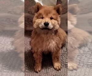 Chow Chow Dogs for adoption in Coldwater, MI, USA
