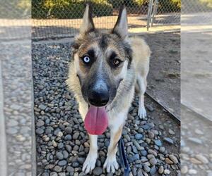 German Shepherd Dog-Huskies  Mix Dogs for adoption in Sacramento, CA, USA