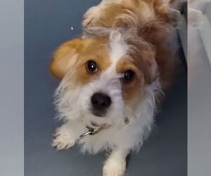 Shih-Poo Dogs for adoption in Oakland Park, FL, USA