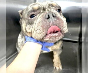 Bulldog-Unknown Mix Dogs for adoption in Houston, TX, USA