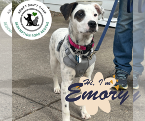 Mutt Dogs for adoption in Crystal, MN, USA